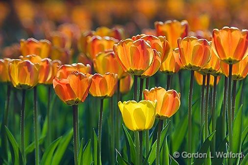 Orange Tulips_53223.jpg - Photographed at Ottawa, Ontario - the capital of Canada.